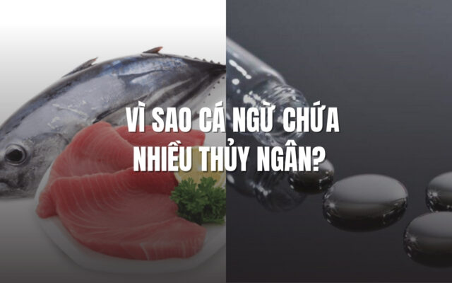 Vì sao cá ngừ chứa nhiều thủy ngân