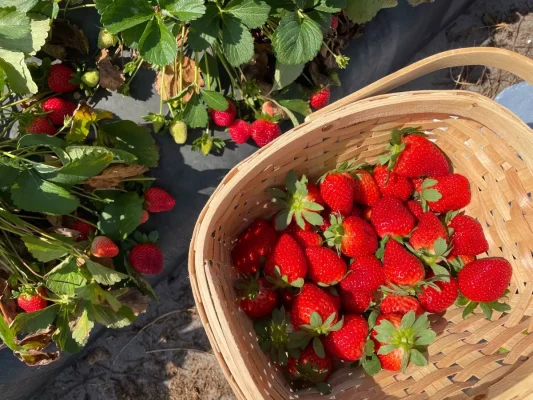 Hoa quả đỏ (dâu tây, táo đỏ, cherry...)