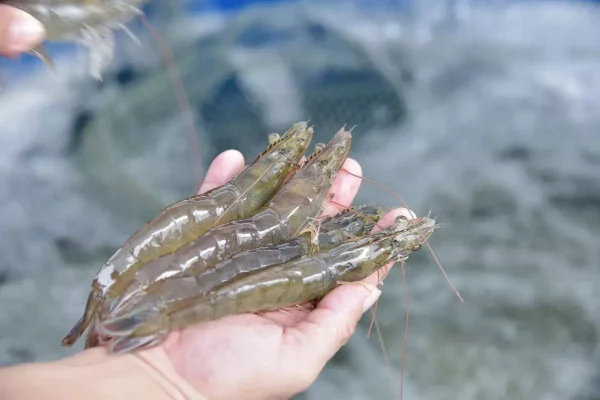 Giá Tôm mới nhất