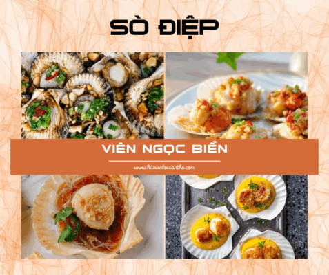 Hình ảnh sò điệp