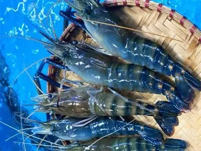Vựa tôm càng xanh chất lượng cao