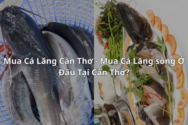 Mua Cá Lăng Cần Thơ - Mua Cá Lăng sống Ở Đâu Tại Cần Thơ?
