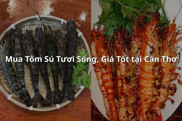 Mua Tôm Sú Tươi Sống, Giá Tốt tại Cần Thơ