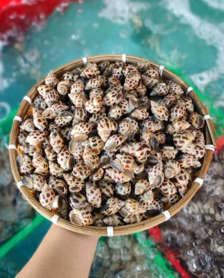 Giá ốc hương sống Cần Thơ thay đổi như thế nào?