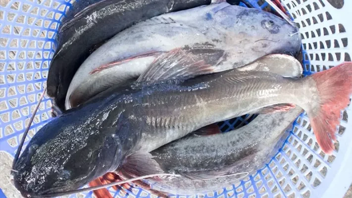 Tìm kiếm địa điểm mua cá lăng tại Cần Thơ, mua cá lăng Cần Thơ tươi sống
