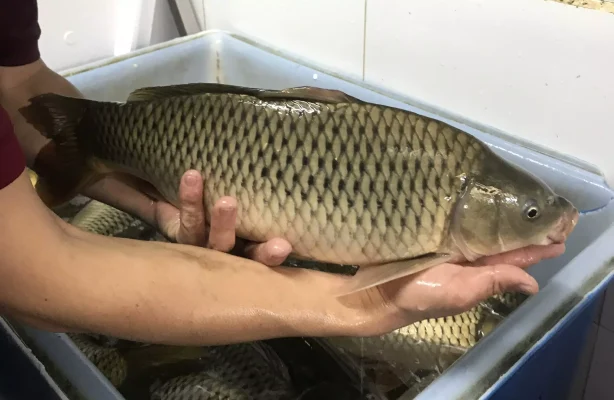 Mua Cá Chép Giòn Sống Tại Cần Thơ