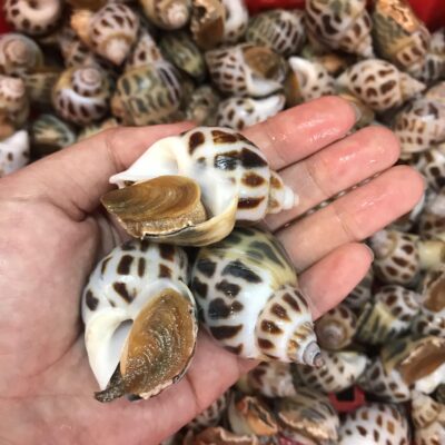 Ốc hương size lớn tại Hải sản Lộc
