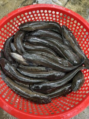 Cá lóc đồng nướng kiểu miền Tây