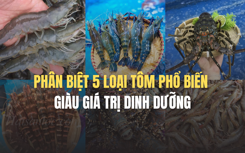 Phân biệt các loại tôm phổ biến giàu dinh dưỡng