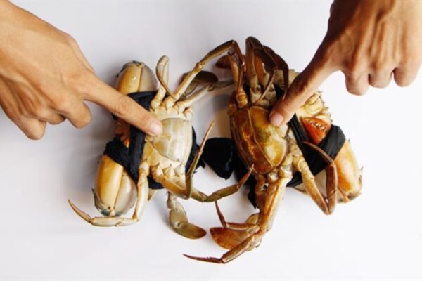 Cách tách và làm sạch yếm an toàn - Lấy được cơm nguyên vẹn