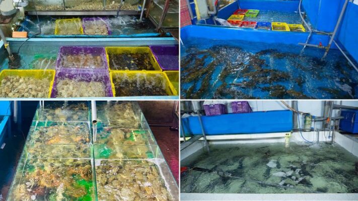 Hệ thống bể chứa tại Hải sản Lộc Cần Thơ