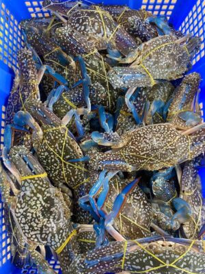 Ghẹ Sống Bơi Hồ Về Hàng Mỗi Ngày Tại Hải Sản Lộc