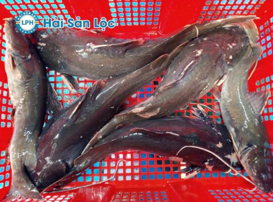 Cá Lăng Sống Tươi Roi Rói Tại Hải Sản Lộc