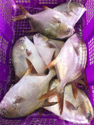 Cá Chim Bơi Bắt Sống Tại Hồ