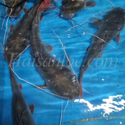 Cá Lăng Bơi Hồ Tại Hải Sản Lộc