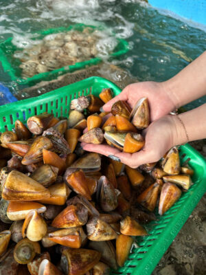 Ốc Ụ Vàng Vừa Lạ Vừa Quen