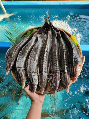 Cá Tầm Bơi Hồ Sống Mỗi Ngày Tại Hải Sản Lộc