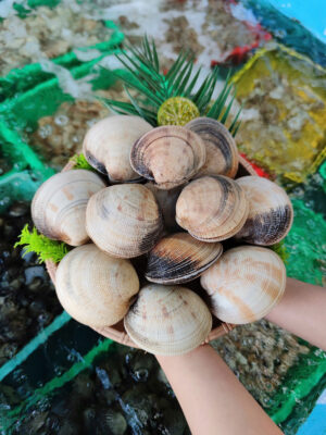 Sò Tộ Sống Tại Hải Sản Lộc