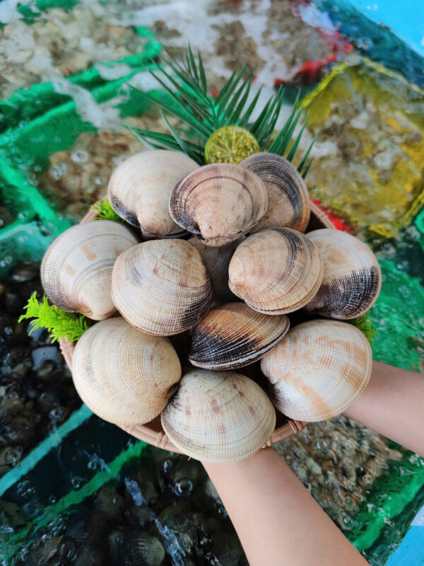 Sò Tộ Sống Tại Hải Sản Lộc