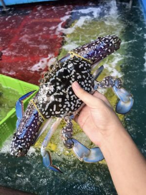 Ghẹ Xanh Phú Quốc Tại Nhà Hải Sản Lộc