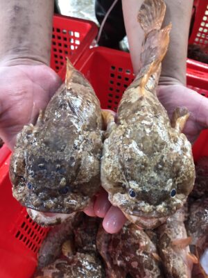 Cá Mao Ếch Đặc Trưng