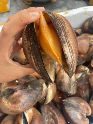 Sò Sữa Béo Múp Tại Hải Sản Lộc