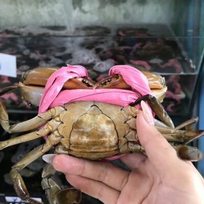 Cua Gạch bắt sống tại hồ