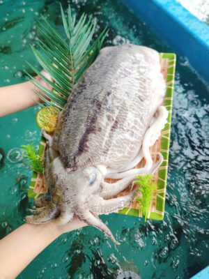 Mực Nang