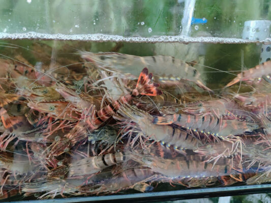 Tôm Sú Sống Bơi Hồ