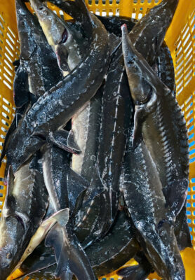 Cá Tầm Sống Có Số Lượng Lớn Tại Hải Sản Lộc Với Mức Giá Luôn Đỉnh