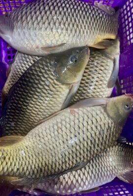 Cá Chép Giòn Sống Giãy Đành Đạch Tại Hải Sản Lộc