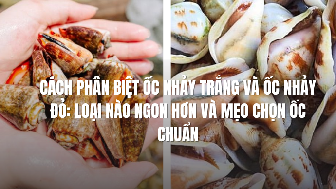 Phân Biệt 2 Loại Ốc Nhảy
