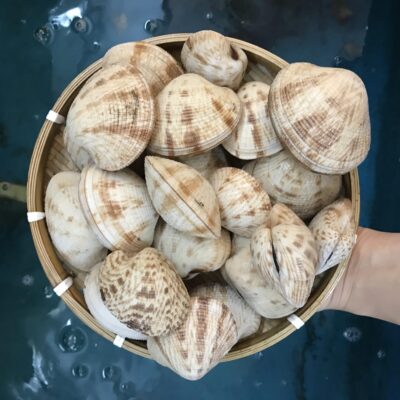 Ngao Sần Sống Tại Hồ Hải Sản Lộc