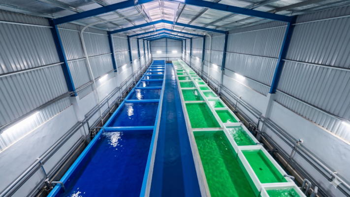 Hải Sản Tươi Sống: Bí Quyết Chọn Lựa, Bảo Quản Và Địa Điểm Mua Uy Tín Nhất