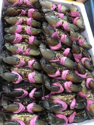 Hải Sản Tươi Sống: Bí Quyết Chọn Lựa, Bảo Quản Và Địa Điểm Mua Uy Tín Nhất