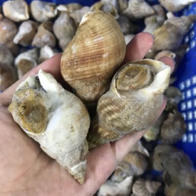 Ốc Bulot Nhập Khẩu Tại Cần Thơ: Bảng Giá, Dinh Dưỡng & Bí Quyết Chế Biến Đẳng Cấp