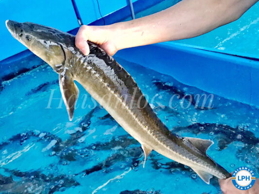 Cá Tầm Sống Đà Lạt Sụn Giòn