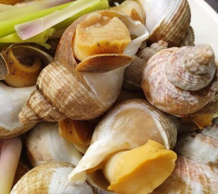 Ốc Bulot Đóng Túi Nhập Khẩu Tại Cần Thơ – Bảng Giá & Cách Chế Biến Tiện Lợi