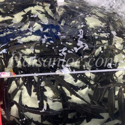 CÁ TẦM ĐÀ LẠT SỐNG – ĐẲNG CẤP THƯỢNG HẠNG CHO TIỆC LỄ 30/04 TẠI CẦN THƠ