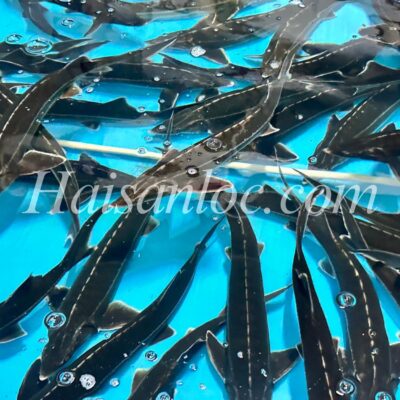 CÁ TẦM ĐÀ LẠT SỐNG – ĐẲNG CẤP THƯỢNG HẠNG CHO TIỆC LỄ 30/04 TẠI CẦN THƠ