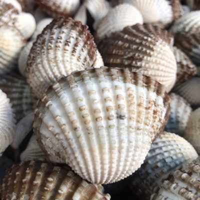 Sò Huyết Cồ Siêu To Tại Hải Sản Lộc