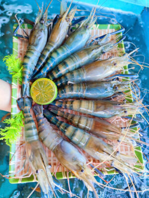 Tôm Càng Sống Tanh Tách Tại Hồ Hải Sản Lộc