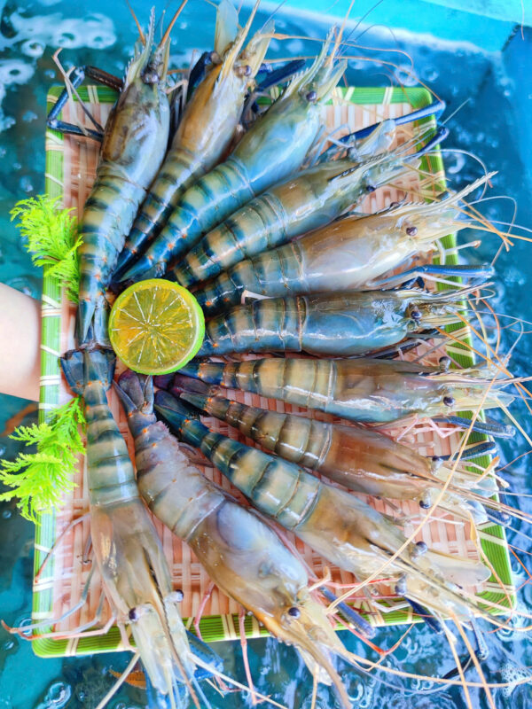 BÍ Quyết Lột Vỏ Tôm Càng Nhanh Sạch