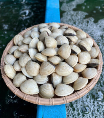 Ngao Trắng (Nghêu)