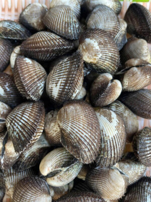 Sò Lông Cồ Phan Thiết Siêu To Nhà Hải Sản Lộc