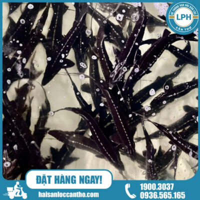 Cá Tầm Bơi Hồ Mỗi Ngày Tại Hải Sản Lộc Với Độ Tươi Miễn Bàn