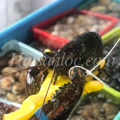 Tôm Hùm Alaska: 5 Bí Mật Về Size Và Giá Hôm Nay Tại Cần Thơ