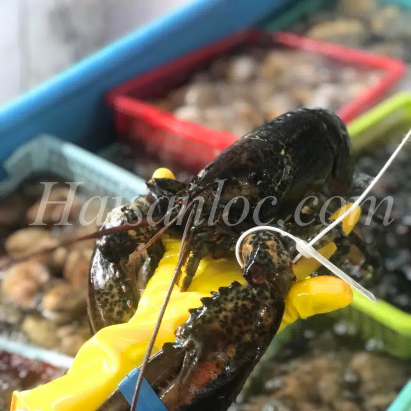 Tôm Hùm Alaska: 5 Bí Mật Về Size Và Giá Hôm Nay Tại Cần Thơ