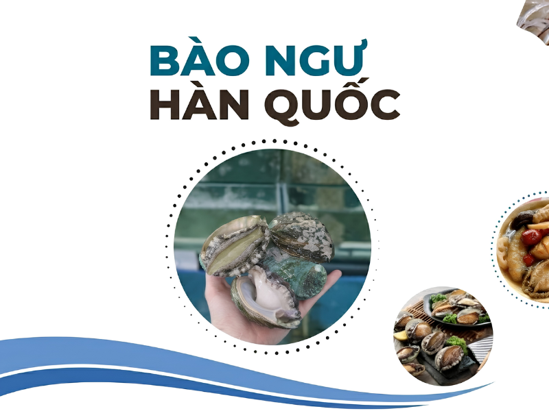 Bào ngư Hàn Quốc, Bào ngư Hàn Quốc sống tại Cần Thơ, Hải Sản Nhập Khẩu