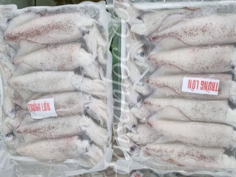 hải sản giá sỉ đông lạnh: mực trứng đông